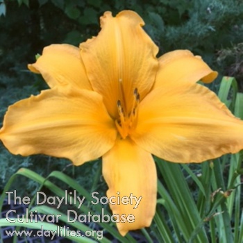 Daylily After All